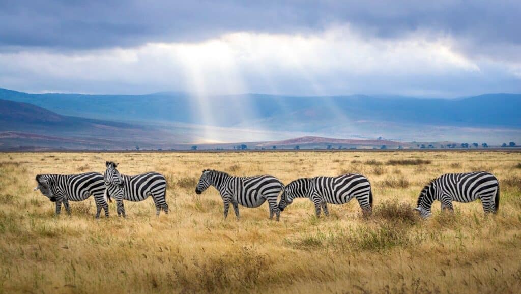 Σαφάρι στην Αφρική – ατομικό ταξίδι με παρατήρηση άγριας ζωής