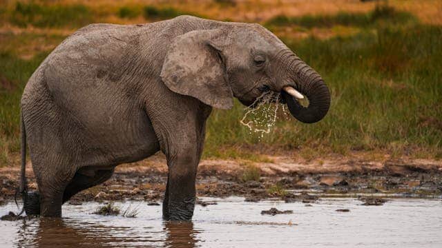 Ζανζιβάρη σαφάρι με άγρια ζώα στην Τανζανία